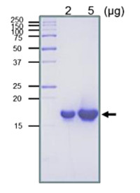 RuvC (protein, positive control) in the group Antibodies Other Species / Bacteria at Agrisera AB (Antibodies for research) (AS21 4545P)